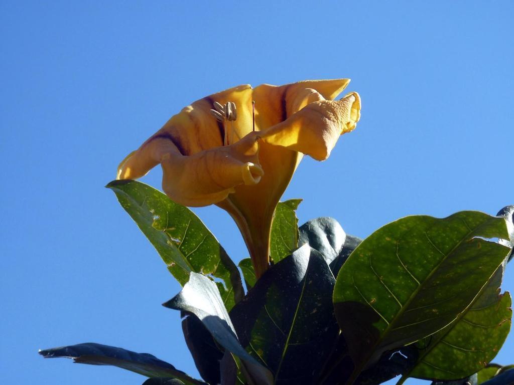 شقة Sea Side Solandra برايانو المظهر الخارجي الصورة